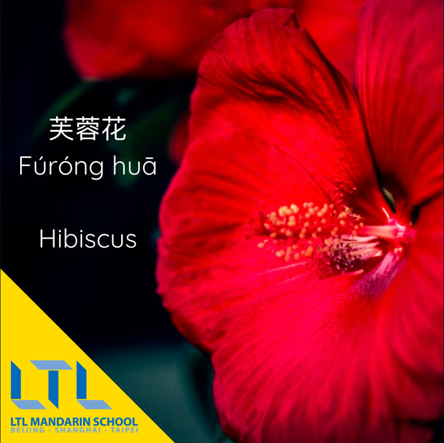 What's A Cactus In Chinese?