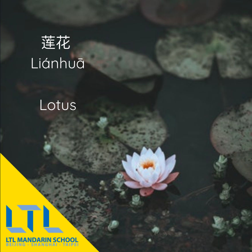 What's A Cactus In Chinese?