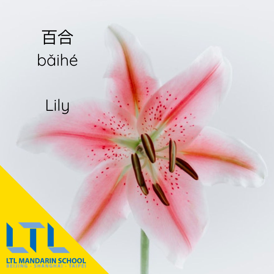 What's A Cactus In Chinese?