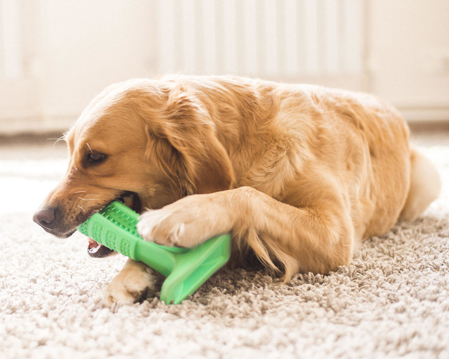 Why Brushing Dogs’ Teeth Matters Why Brushing Dogs’ Teeth Matters