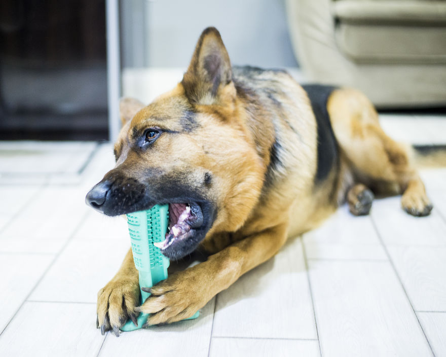 Why Brushing Dogs’ Teeth Matters Why Brushing Dogs’ Teeth Matters