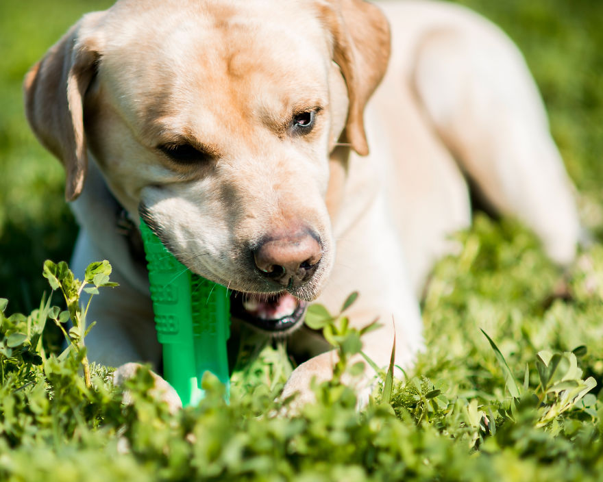 Why Brushing Dogs’ Teeth Matters Why Brushing Dogs’ Teeth Matters