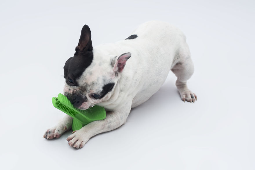 Why Brushing Dogs’ Teeth Matters Why Brushing Dogs’ Teeth Matters