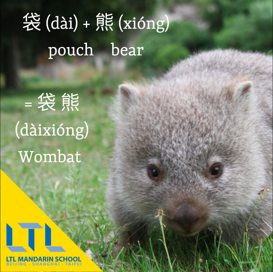 Funny Animal Names In Chinese Funny Animal Names In Chinese