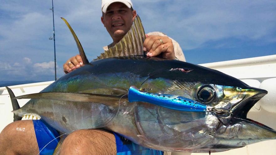 Everything You Need To Know About The Yellowfin Tuna Everything You Need To Know About The Yellowfin Tuna