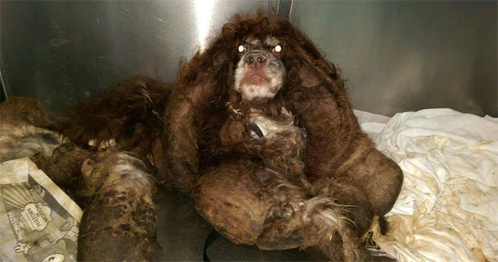 Abandoned Dog Gets The Transformation Of A Lifetime When 6 Pounds Of Mats Are Removed