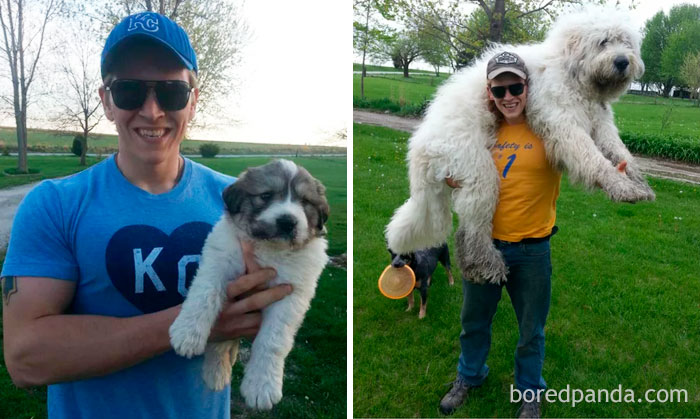 Here's My Brother's Dog, Moose The Pyrenees, On The Day That I Brought Him Home And Then A Year Later. I'm 6'4" For Scale