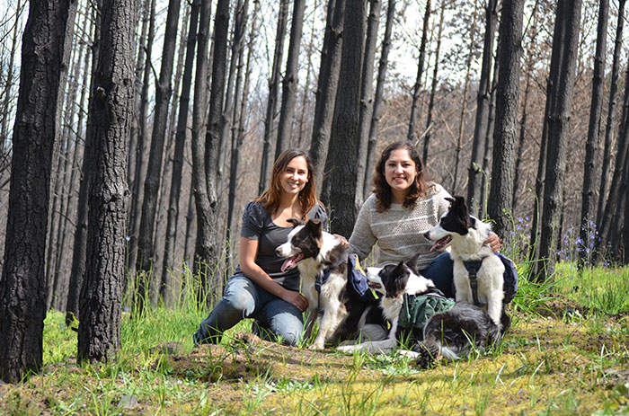 Chile Finds A Genius Way To Restore Burnt Forests, And All They Need Is 3 Dogs
