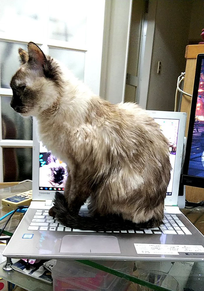Japanese Man Creates Anti-Cat Keyboard Protection, Tests It On His Cat