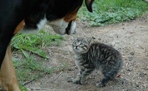 This Guy Trolls His Friend By Telling A Terrifying Story About A Dog Who Bites Off A Cat's Tail