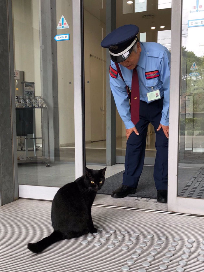 Two Cats In Japan Have Been Trying To Sneak Into A Museum For Years (30 Pics)