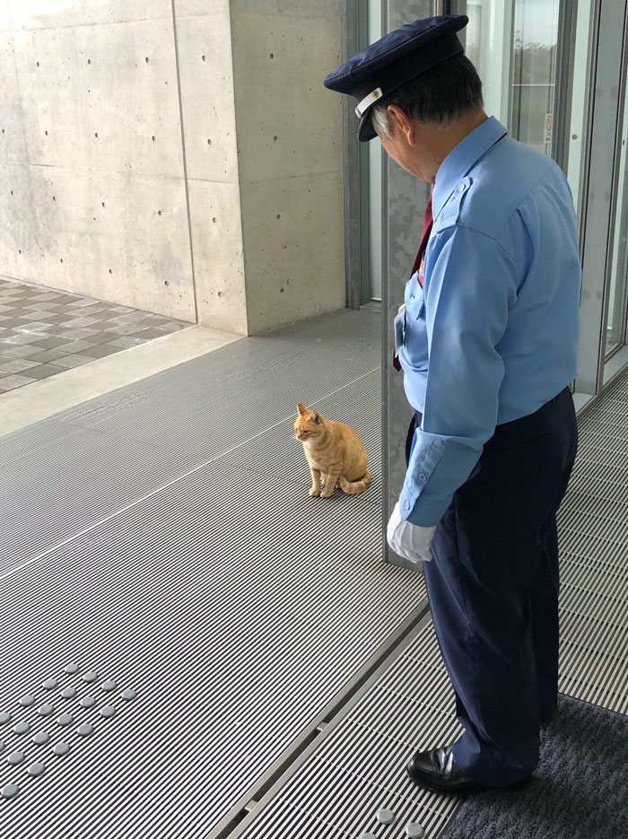 Two Cats In Japan Have Been Trying To Sneak Into A Museum For Years (30 Pics)