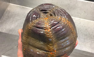 Russian Fisherman Posts Terrifying Creatures Of The Deep Sea, And People Want Him To Stop (New Pics)