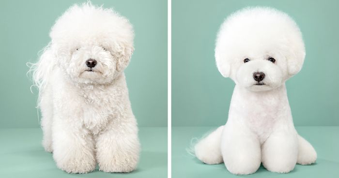 7 Dogs Before And After Japanese Grooming New Pics Bored