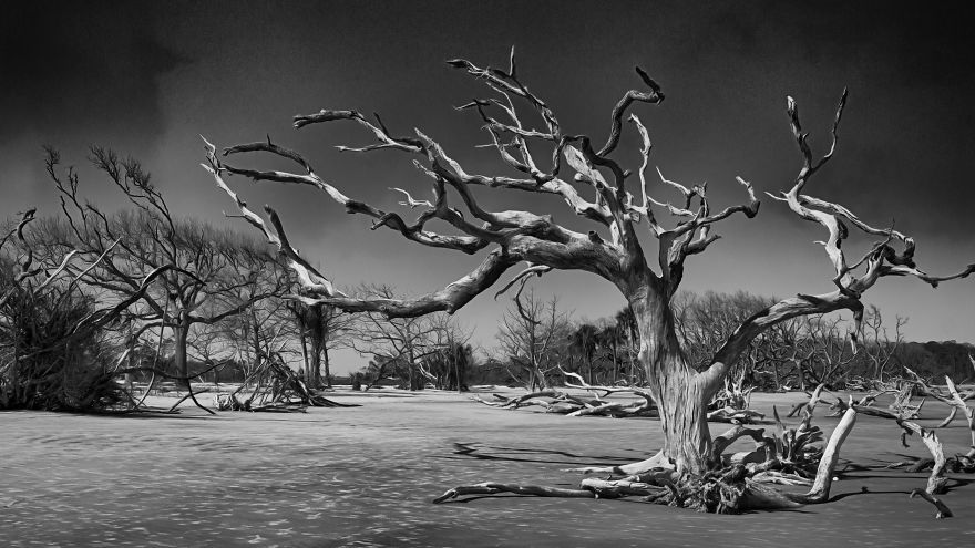 My Wife And I Spent Sometime Photographing The Otherworldly And Breathtaking Views Of Driftwood Beach