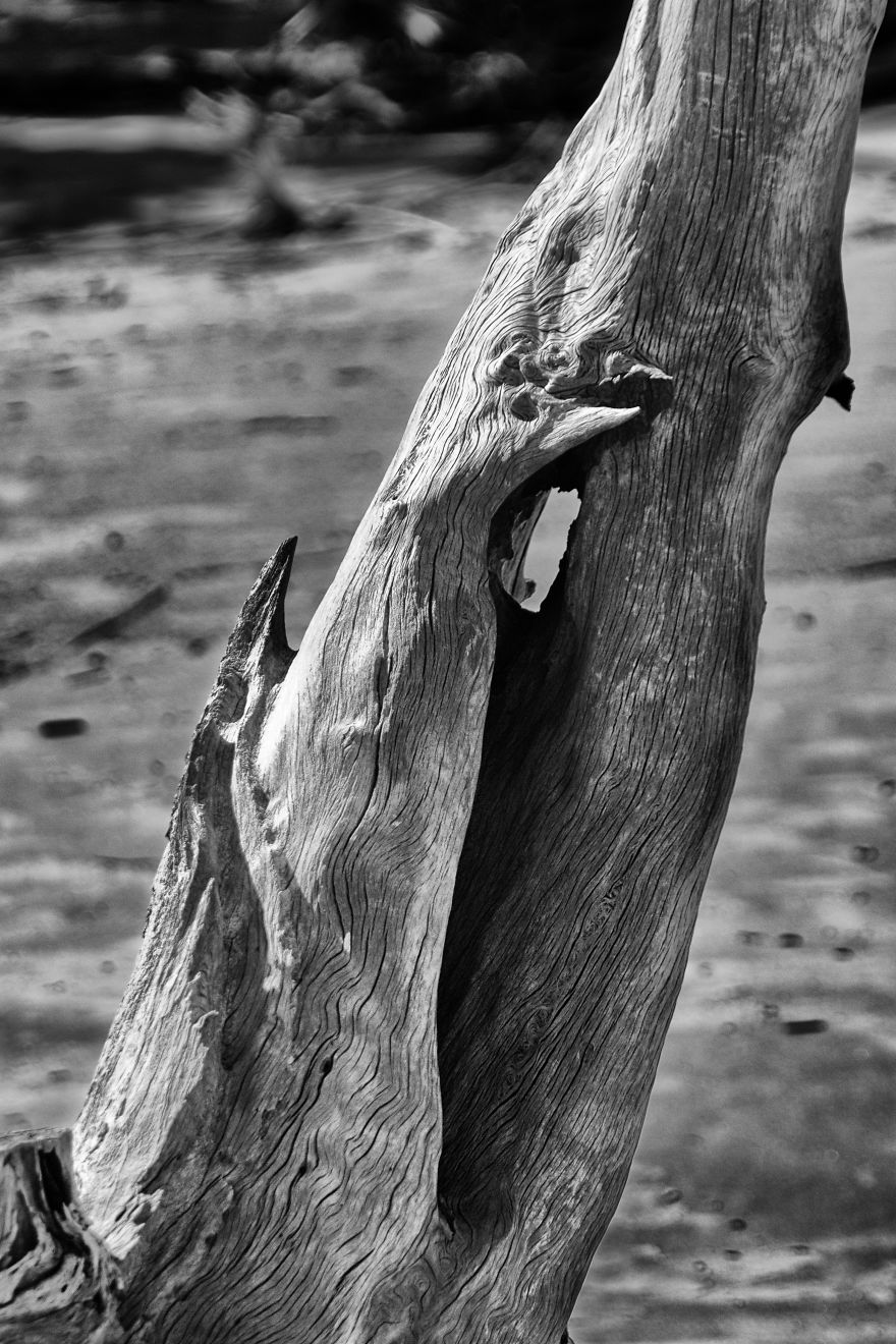 My Wife And I Spent Sometime Photographing The Otherworldly And Breathtaking Views Of Driftwood Beach