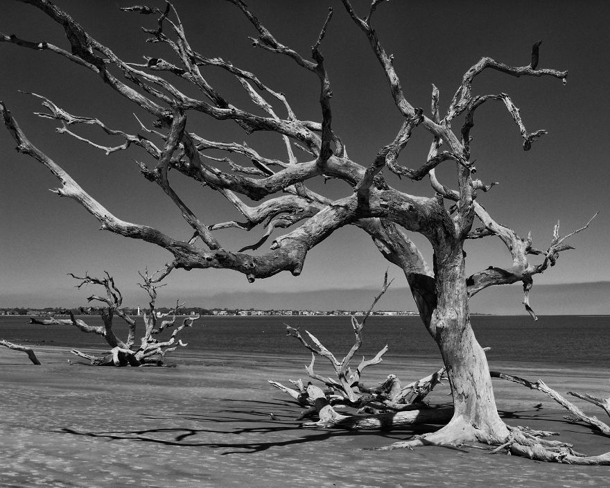 My Wife And I Spent Sometime Photographing The Otherworldly And Breathtaking Views Of Driftwood Beach
