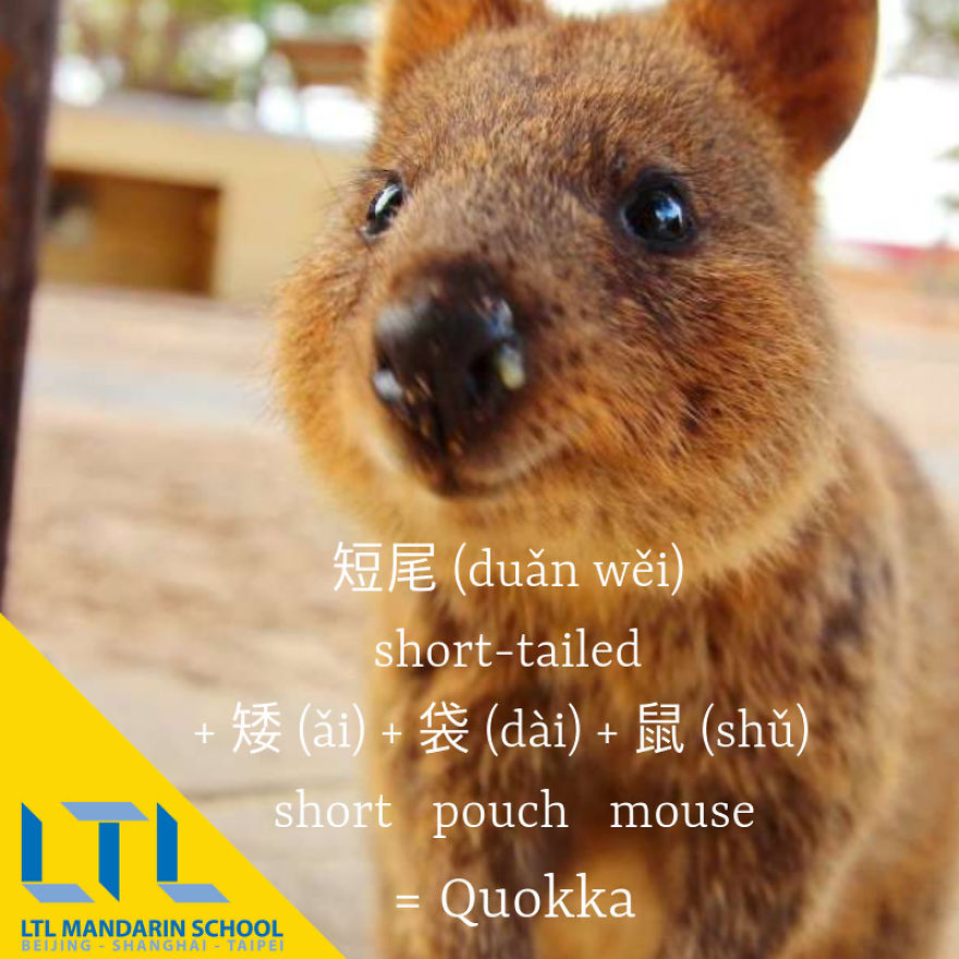 Funny Animal Names In Chinese Funny Animal Names In Chinese
