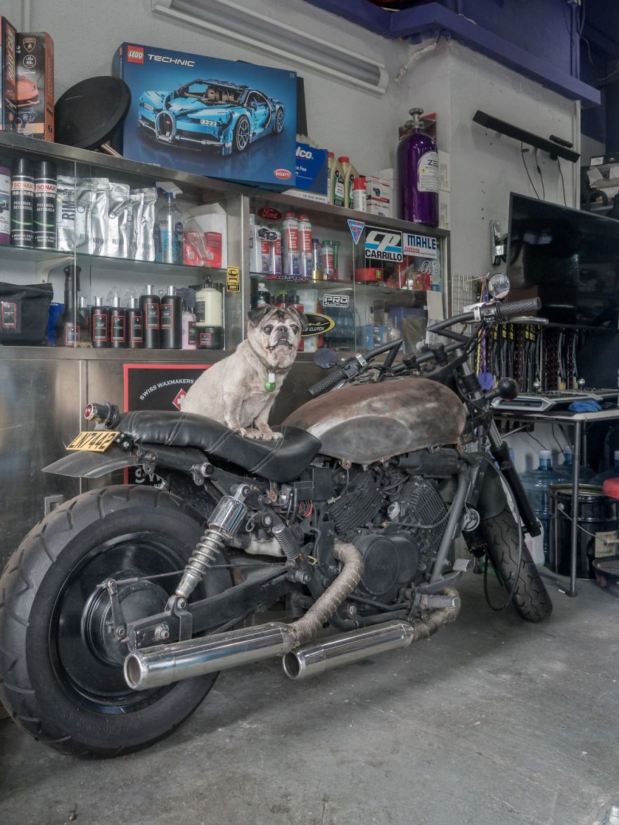 Photographer Does A Brilliant Project On The Dogs Guarding The Auto Thieves Workshops In Hong Kong