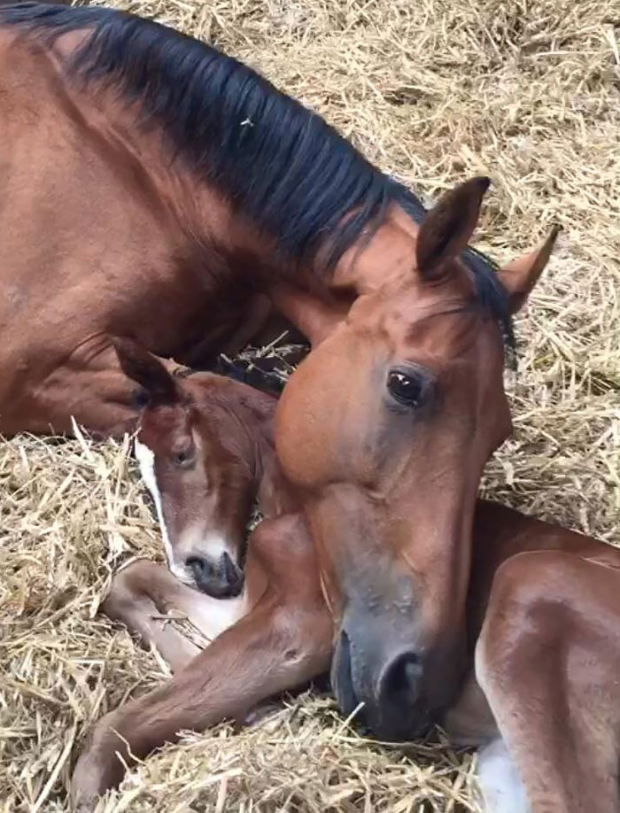This Mare Lost Her Foal And Then, Two Days Later, This Foal Lost Its Mother. Here They Are An Hour After Meeting