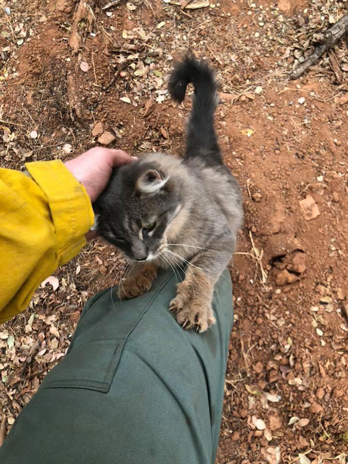 Firefighter Saves Cat From Wildfire In California, And Now She Can't Thank Him Enough