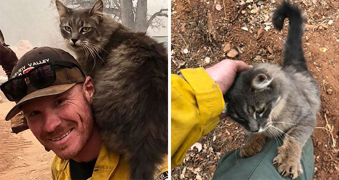 Este bombero salvó a una gata en los incendios de California, y ahora ella no para de agradecérselo