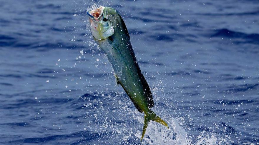 Fishing With Live Baits Fishing With Live Baits