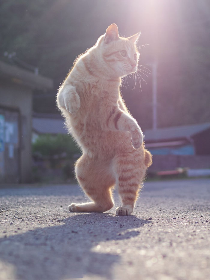 Funny-Dancing-Cats