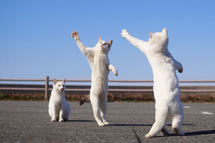 Funny-Dancing-Cats