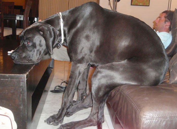 People Are Posting Hilarious Photos Of Their Great Danes, And It’s Crazy How Large They Are