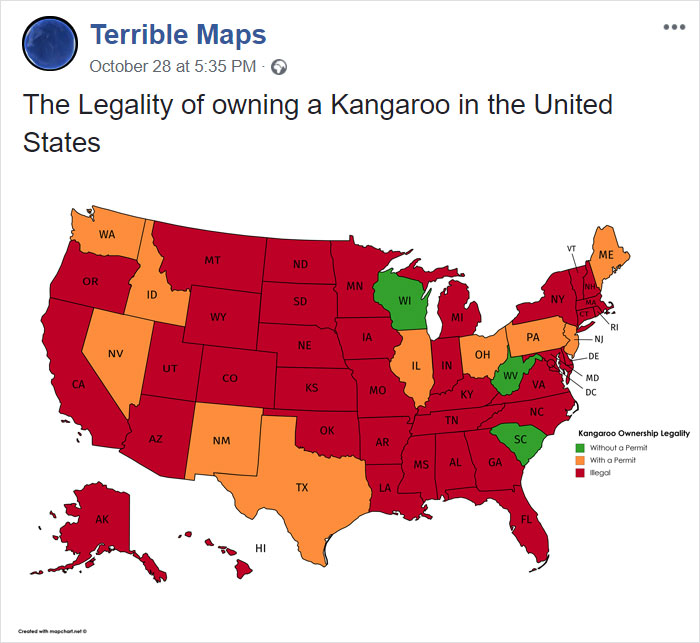 The Legality Of Owning A Kangaroo In The United States