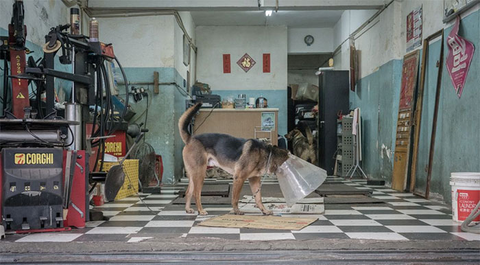 Dogs Living In Hong Kong’s Car Workshops In 22 Pictures