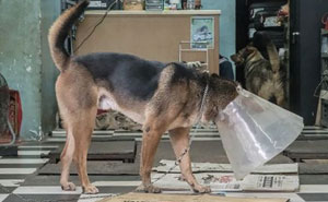 Dogs Living In Hong Kong’s Car Workshops In 22 Pictures