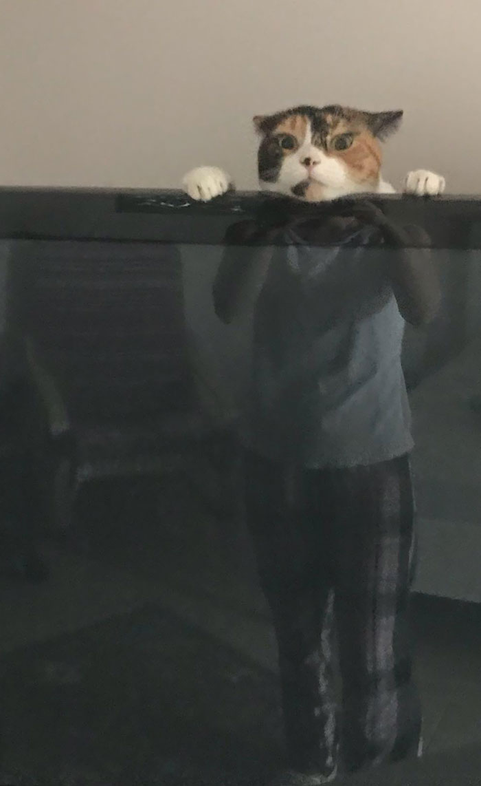 My Wife Just Texted Me This Picture Of Our Cat Playing Behind The TV