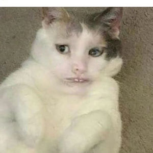 amberwing2369 avatar