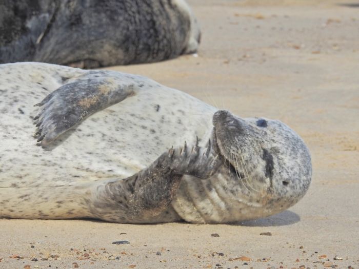 Horsey Beach Seals!