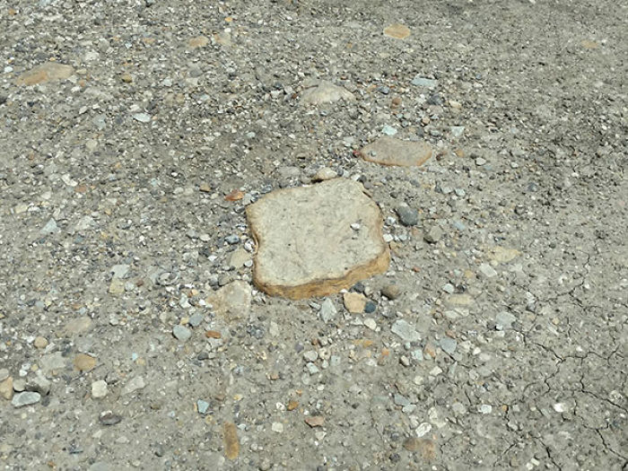 Walking Down A Local Trail And Tripped Over Some Forbidden Toast