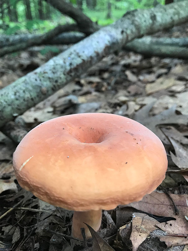 Forbidden Donut On My Hike Today