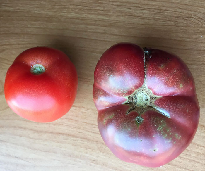 Tomate moderno VS Uno cultivado a partir de semillas de hace 150 años