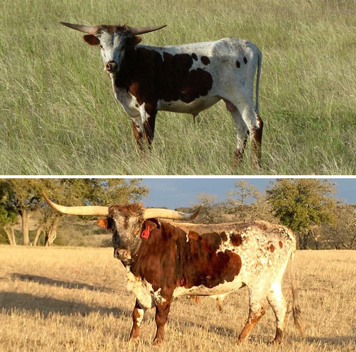 Mirando mis fotos, vi que sin saberlo había fotografiado al mismo toro con 5 años de diferencia, en un rancho de Texas que suelo visitar