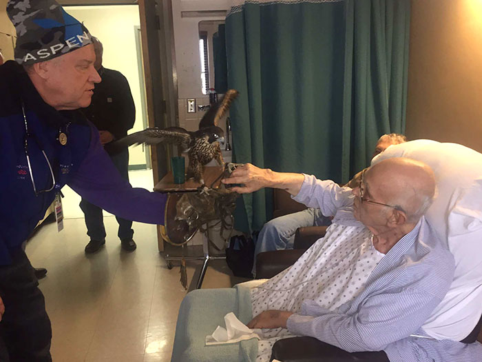 Last Photo Of My Grandfather, He Passed Away A Couple Of Days Ago. The Doctor Was A Falconer And Brought His Falcon To The Hospital