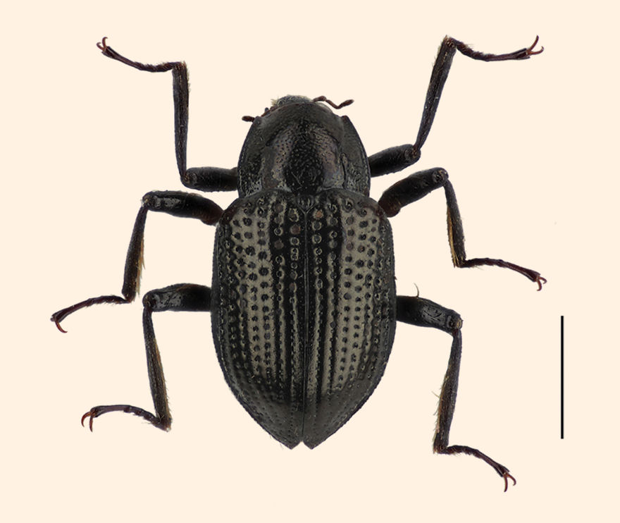 Leonardo Di Caprio Beetle (Grouvellinus Leonardodicaprioi)