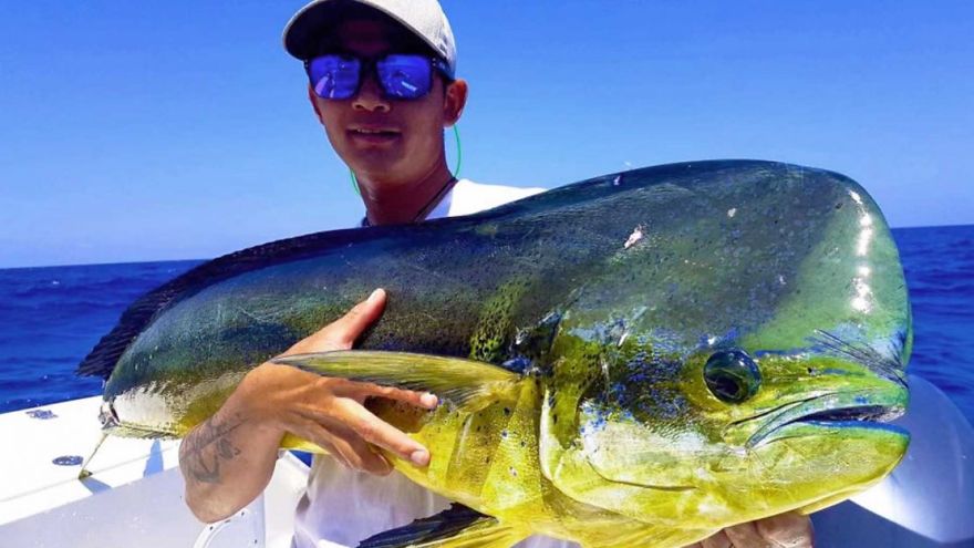 Wide-Ranging Facts About Mahi-Mahi Wide-Ranging Facts About Mahi-Mahi