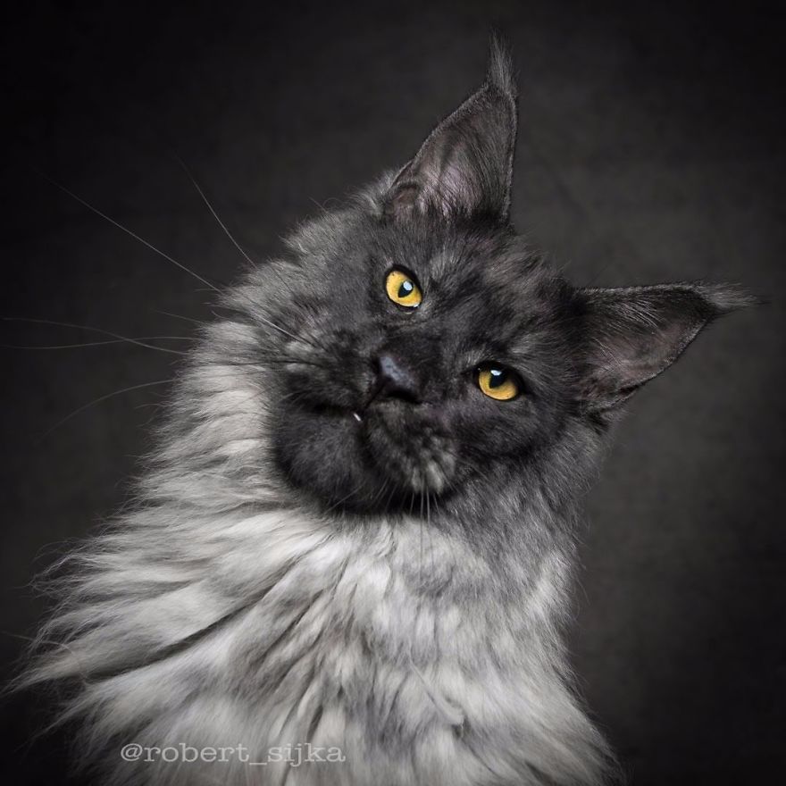 Maine-Coon-Cat-Photography-Felis-Gallery-Robert-Sijka