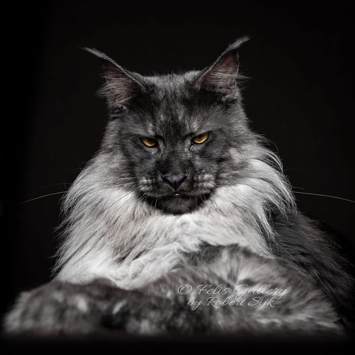 Mythical Beasts: Photographer Continues Capturing The Majestic Beauty Of Maine Coons