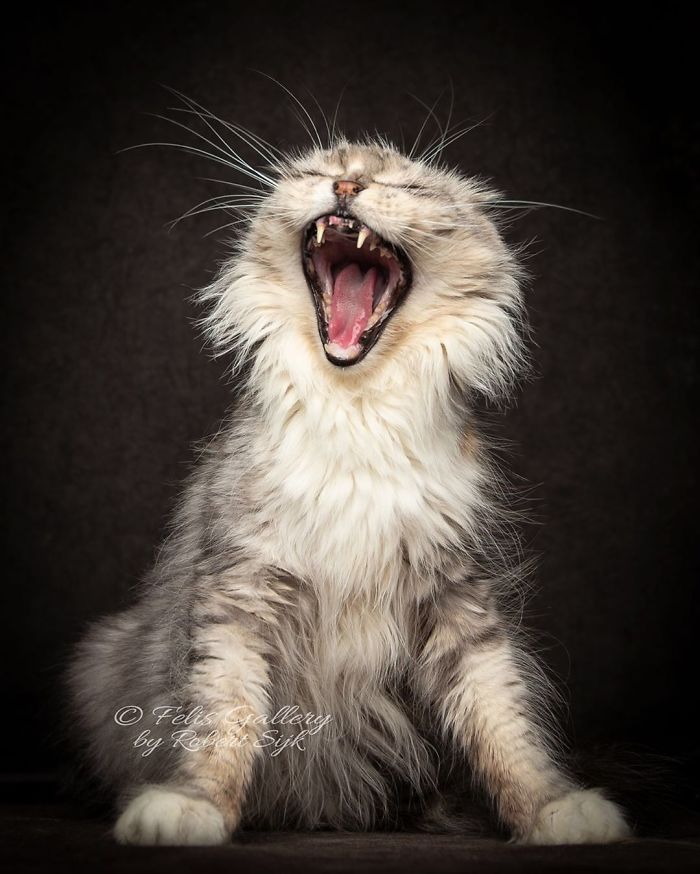 Mythical Beasts: Photographer Continues Capturing The Majestic Beauty Of Maine Coons