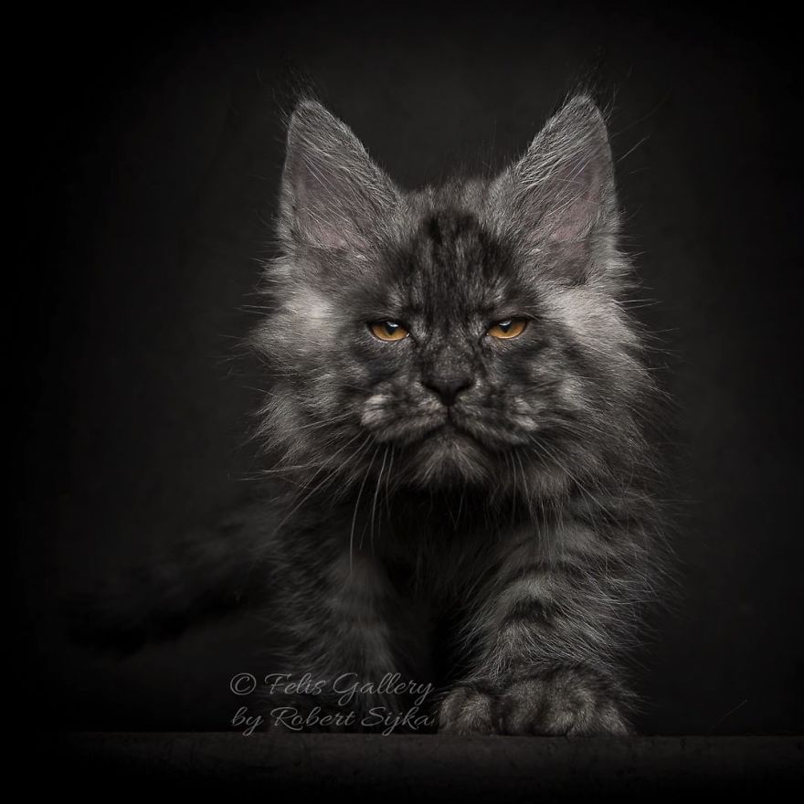 Maine-Coon-Cat-Photography-Felis-Gallery-Robert-Sijka