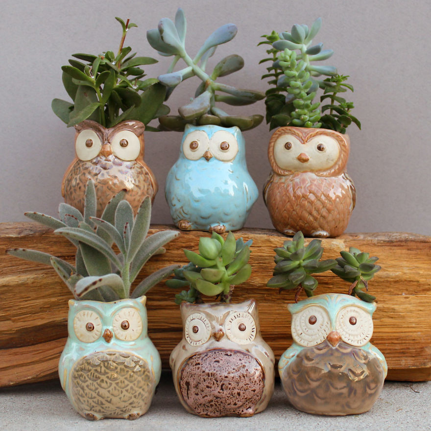 I Combined My Passions Of Art, Design And Plants To Create These Owl Succulent Planters!