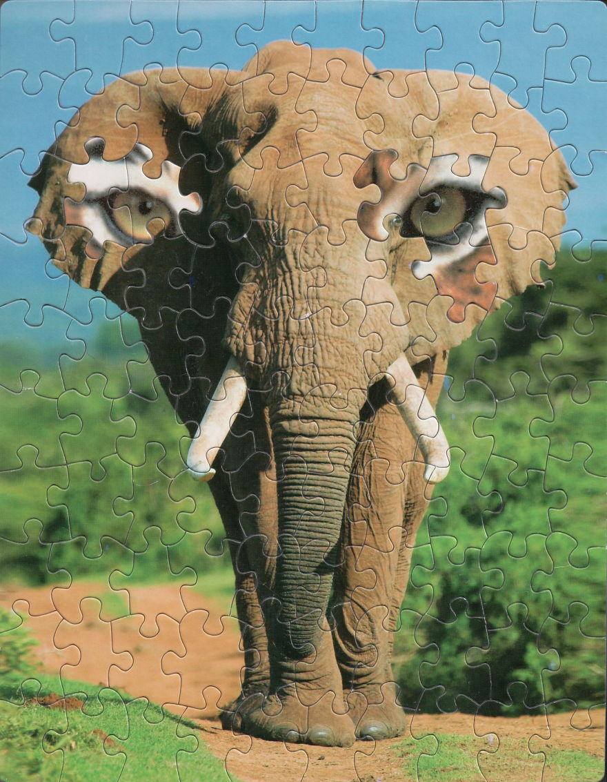 The All-Seeing Elephant