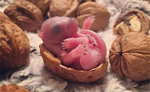 Man Finds Baby Squirrel On His Bed, And It Grows Up To Be The Most Adorable Pet